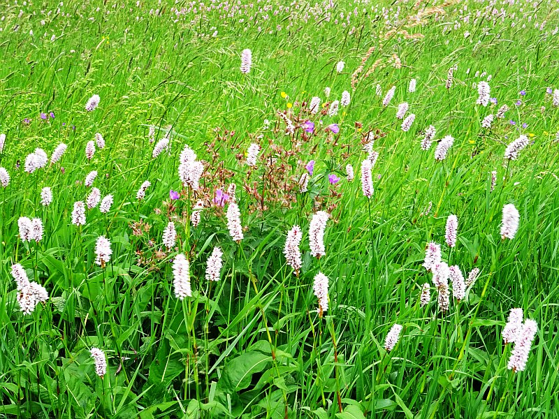 Harzurlaub Buntenbocker Bergwiesenweg